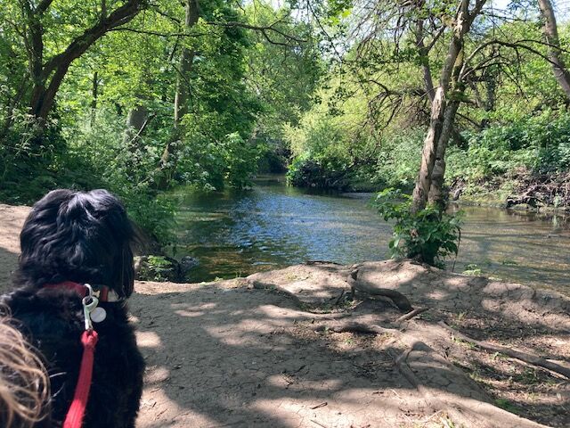 Dog walking